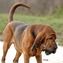 Generous enjoying a paddle in the pond